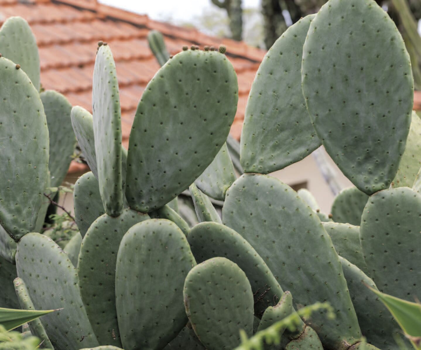 Opuntina Cactus.jpg